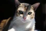 科技宠物新知，触觉导航项圈为视障猫咪开启新世界