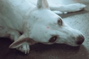 宠物健康新探索，深度解析老年犬认知增强粮的奥秘