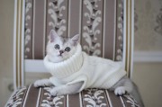 宠物烘干箱值不值得买？长毛猫家庭实测报告