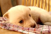蝴蝶迁徙记忆遗传，被养殖三代仍能飞越千里的奇迹