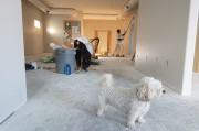 探索澳洲魔蜥，伪装与宠物知识揭秘