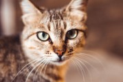 禁养犬政策解读，德牧、秋田为何被多地拉黑？