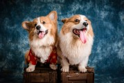 宠物爱好者交流新平台，虚拟养宠社交APP