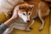 狗狗分离焦虑实战，三周训练计划，让毛孩不再拆家