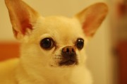 波利犬的魅力与宠物知识，探索绳索状被毛的奥秘