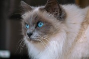 宠物健康守护者，猫瘟快速检测，守护爱宠健康