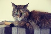 加拿大无毛猫养护全解析，恒温需求与宠物知识深度解析