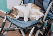 宠物龙猫的养护之道，从磨牙需求到全面护理指南
