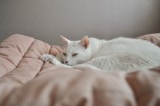 自闭症儿童与治疗犬，一个关于救赎的真实故事