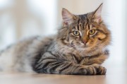 异宠新宠柯尔鸭，社交与货币的双重魅力