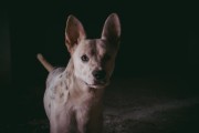 宠物护理，比熊犬泪痕管理全攻略