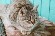 云养猫App实测，虚拟投喂能否真正缓解孤独感？