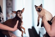 流浪动物冬季守护计划，简易猫窝DIY教程