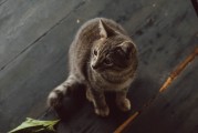 环保低敏猫砂，引领宠物护理新时代