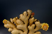 宠物护理与养生，咬伤后的紧急冲洗与日常保健