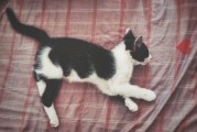 猫藓治疗血泪史，三周痊愈的用药方案全公开