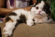 德文卷毛猫，探索过敏友好与宠物知识的新境界