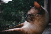 宠物鸟喙部异常矫正全解析