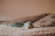 孟加拉豹猫的野性驯化之路