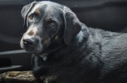 法国斗牛犬，家庭友好的忠实伴侣犬