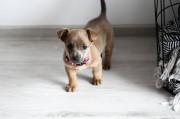 边境牧羊犬养护指南，打造聪明宠物的生活品质