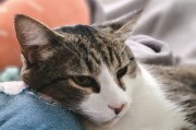 异宠博主猎奇翻车，喂活体蟑螂致账号封禁事件