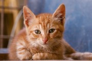 刚毛猎狐梗的耐寒特性与宠物养护指南