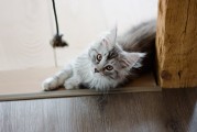 探索巴厘猫，宠物知识的新篇章