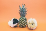 阿拉斯加宠物护理指南，深度解析毛发保养与宠物知识