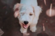 宠物犬认知障碍应对指南，关爱与护理的实用建议
