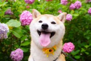 狗狗肉垫干裂急救，凡士林与专用霜的对比，揭示意想不到的效果