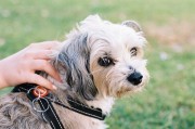 宠物知识新探索，揭秘地震搜救犬训练营