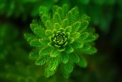 解锁健康养生新篇章，超级食物营养密度对比