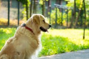 老年犬认知障碍，延缓痴呆的互动游戏设计