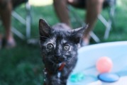 宠物碳足迹计算，养一只陆龟比猫多耗能300%？