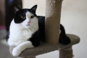 波斯猫泪腺健康指南，深度解析宠物护理知识