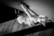 宠物健康，猫下泌尿道综合征的全方位解析与护理建议