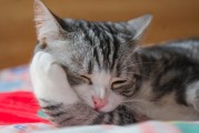 猫砂盆分离设计，提升宠物生活质量的创新之举