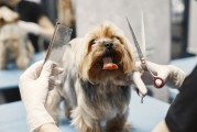 折叠猫爬树，探索模块化空间设计新境界