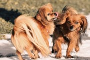吉娃娃犬，易吠叫的宠物知识解析