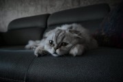 宠物消毒误区，警惕84和酒精对宠物的致命伤害——以猫为例