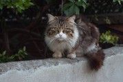 守宫断尾再生实验，探究哪些营养剂能加速尾巴生长