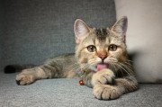 给猫穿汉服是虐待？传统文化与现代养宠观念的碰撞