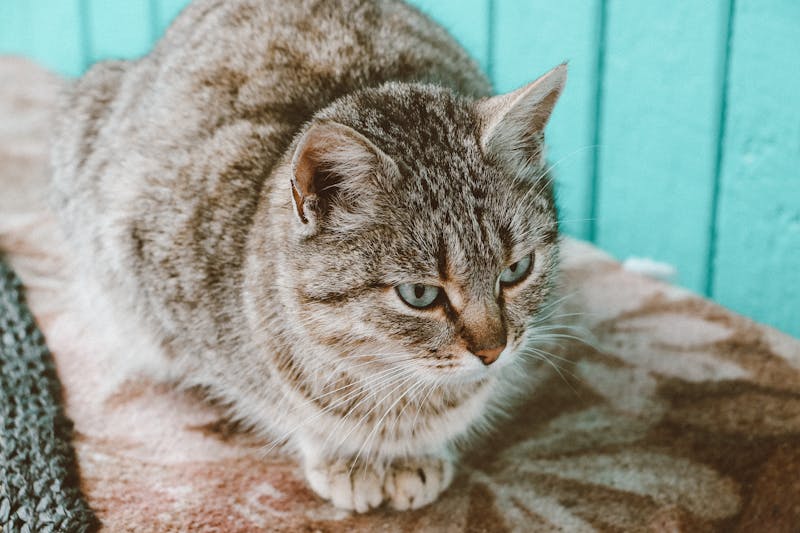 云养猫App实测,虚拟投喂能否真正缓解孤独感? 云养猫App实测,虚拟投喂能否真正缓解孤独感?