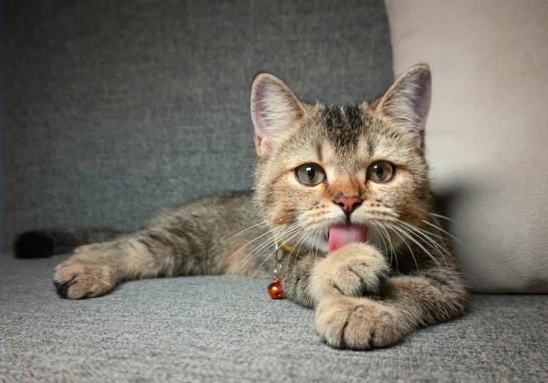 给猫穿汉服是虐待？传统文化与现代养宠观念的碰撞