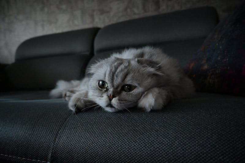 宠物消毒误区，警惕84和酒精对宠物的致命伤害——以猫为例