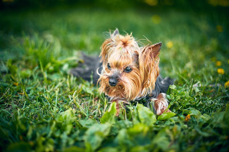 老年犬护理指南，关节保养、饮食调整以延长寿命