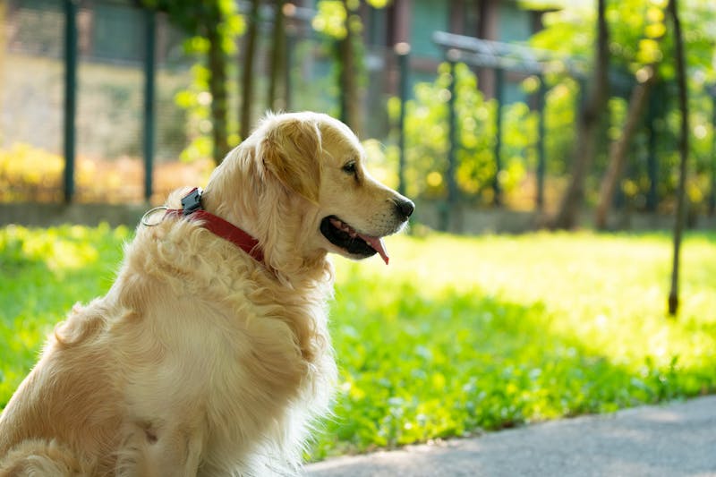 老年犬认知障碍，延缓痴呆的互动游戏设计