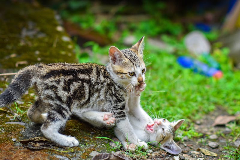 揭秘猫罐头成分表暗藏玄机，如何一眼识破劣质产品？