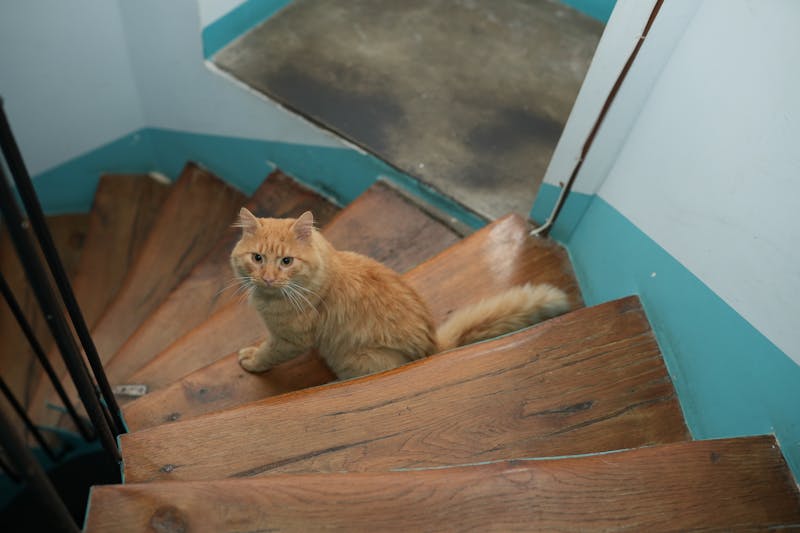 流浪猫投喂争议，善意如何不变成社区矛盾